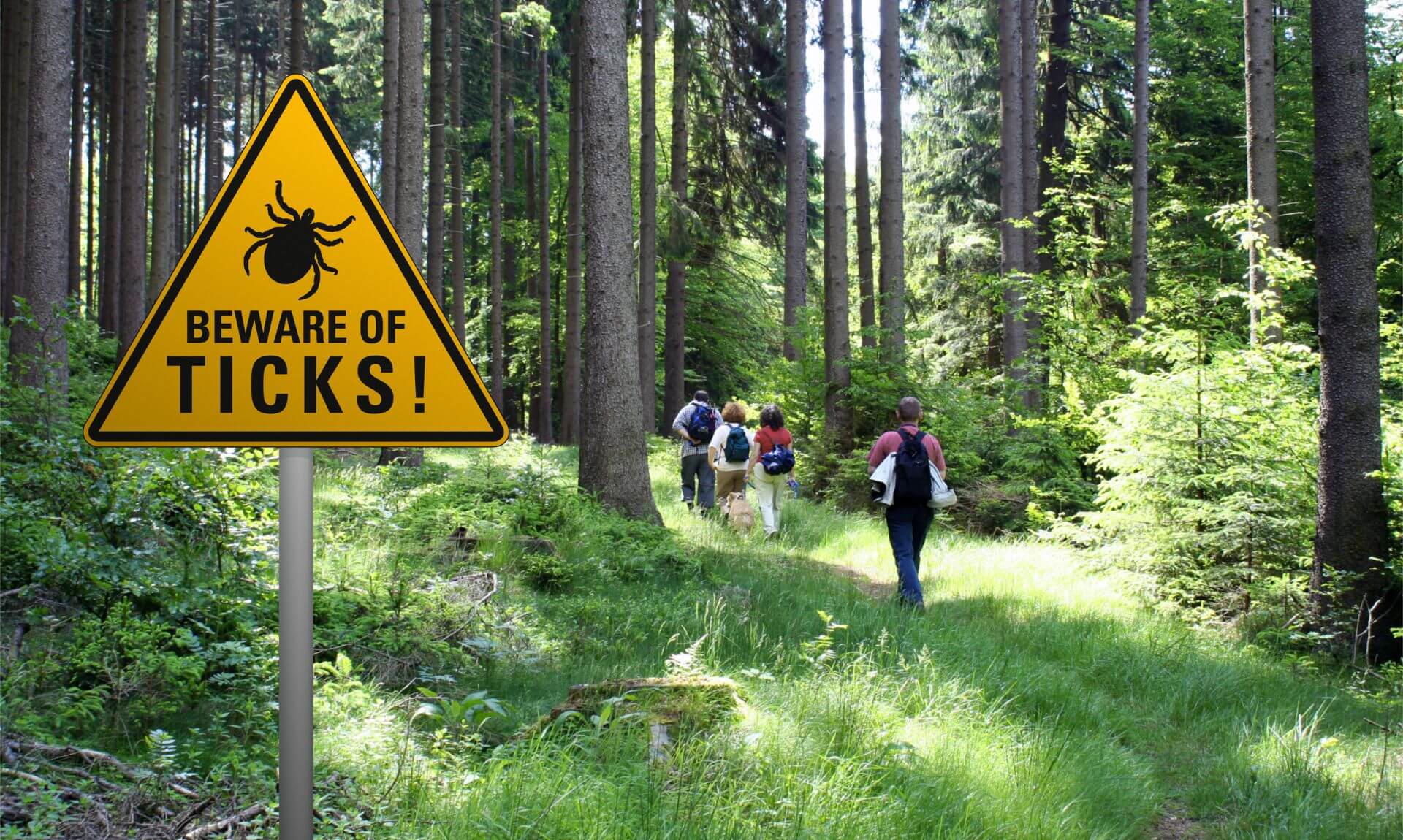 Tick Alert: Essential Safety Tips for Visitors to Cardinham Woods 