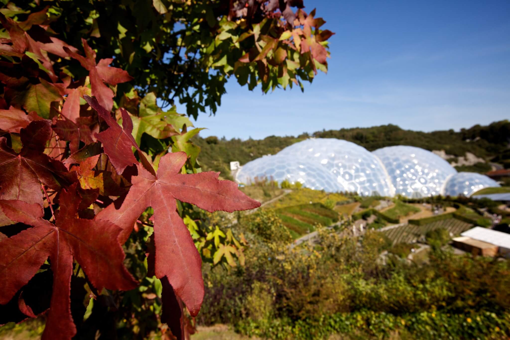Eden Project autumn – Steve Tanner