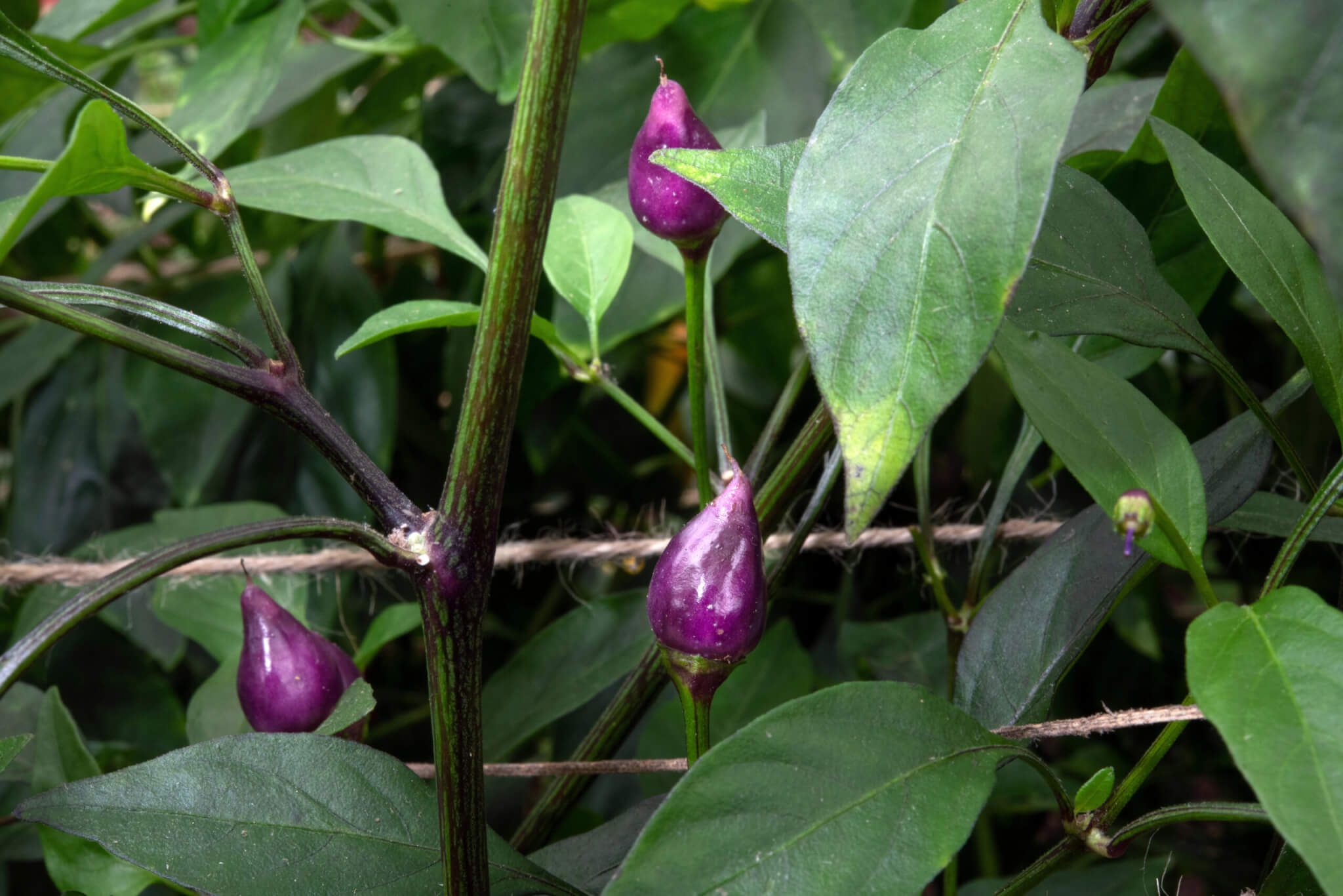 Med biome. Red Hot Chilli Peppers.