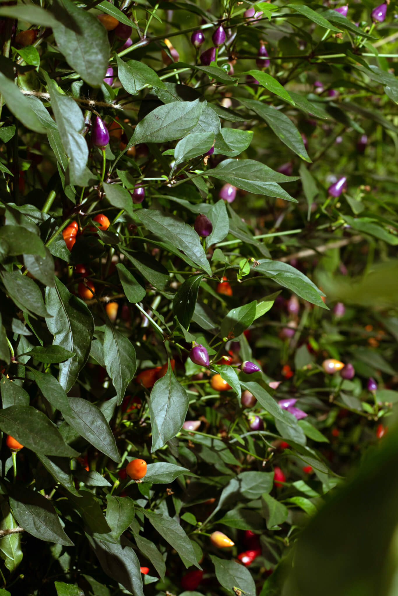 Med biome. Red Hot Chilli Peppers.