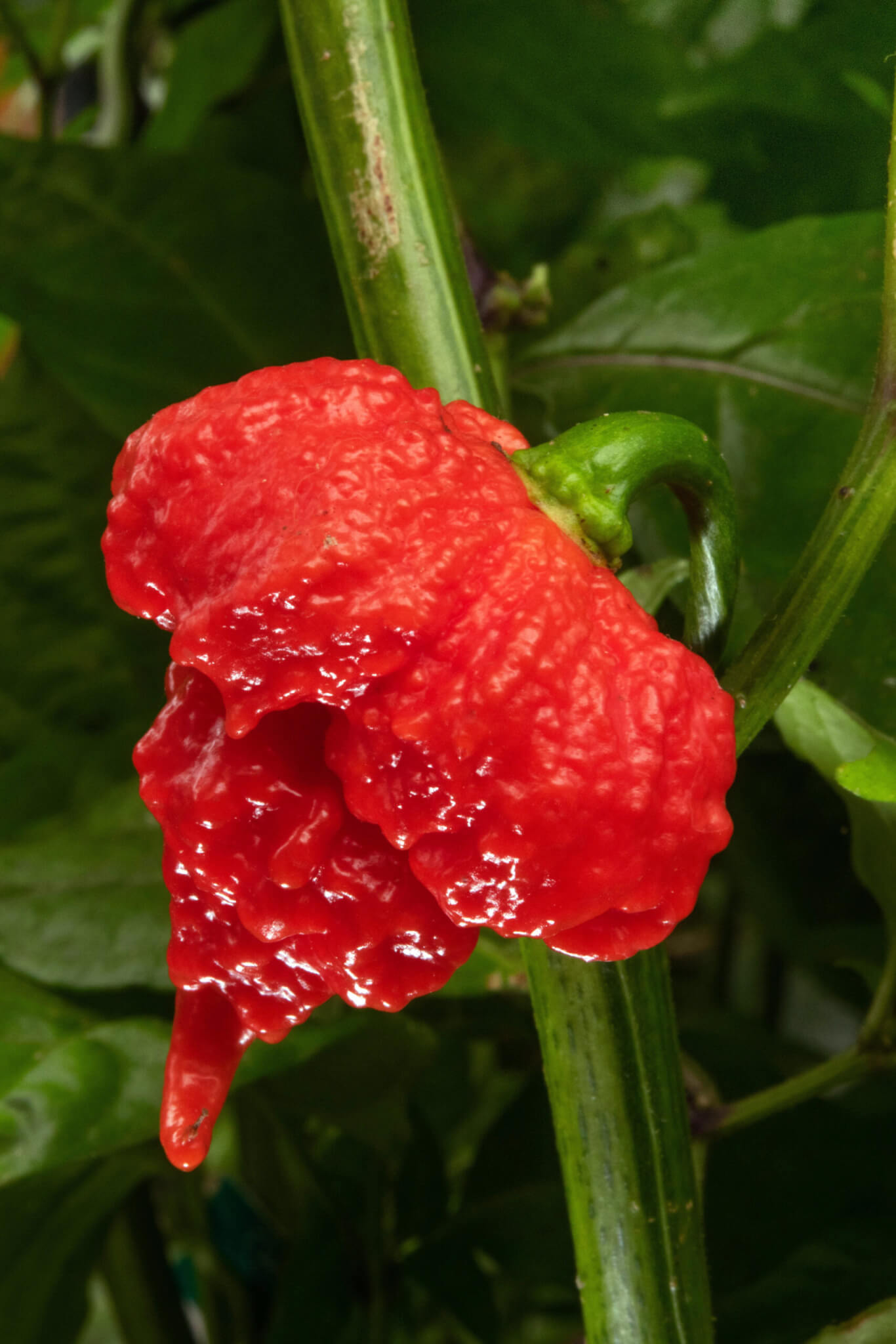 Med biome. Red Hot Chilli Peppers.