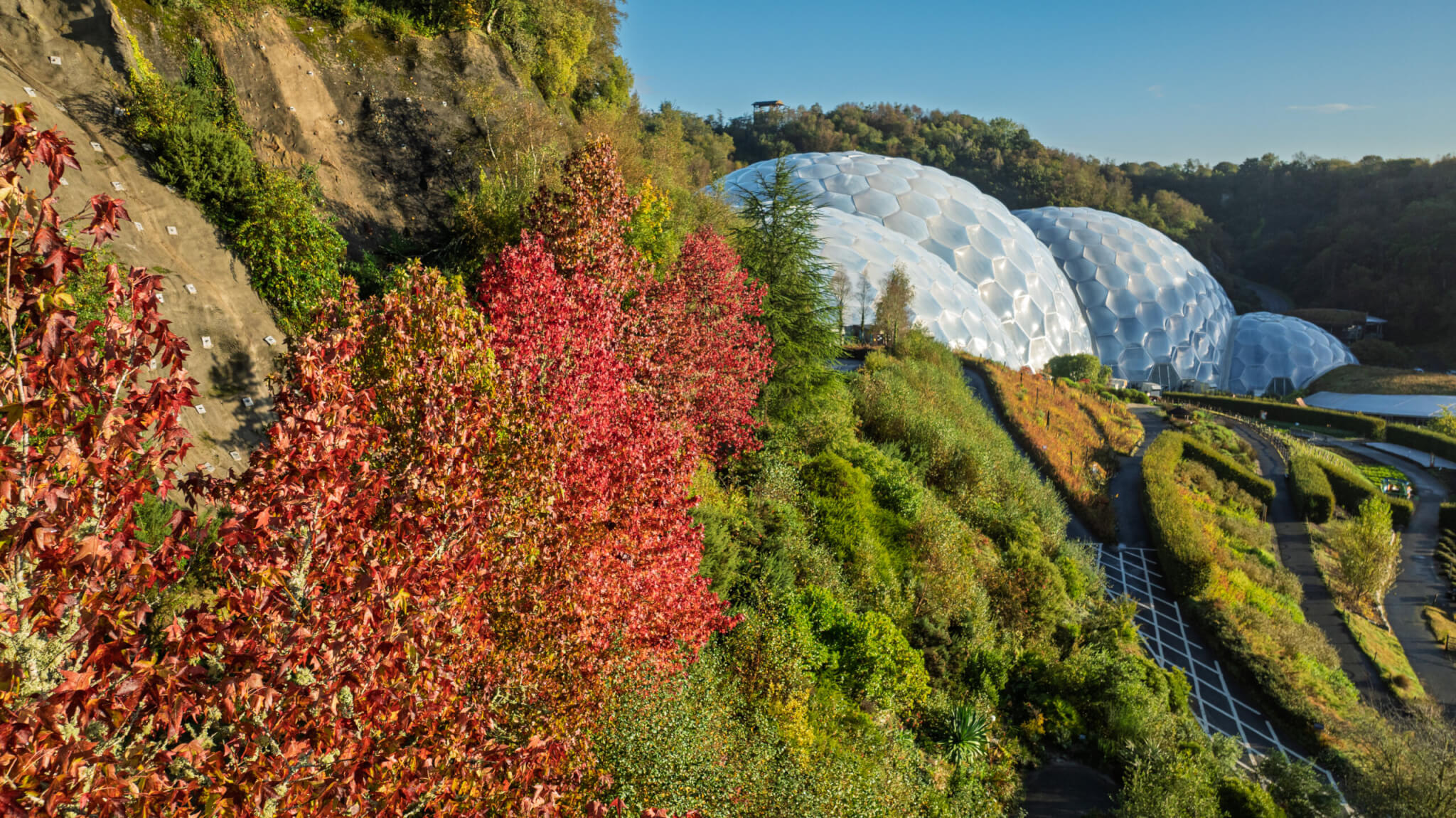 Liquidambar styraciflua at the Eden Project in Cornwall (1)