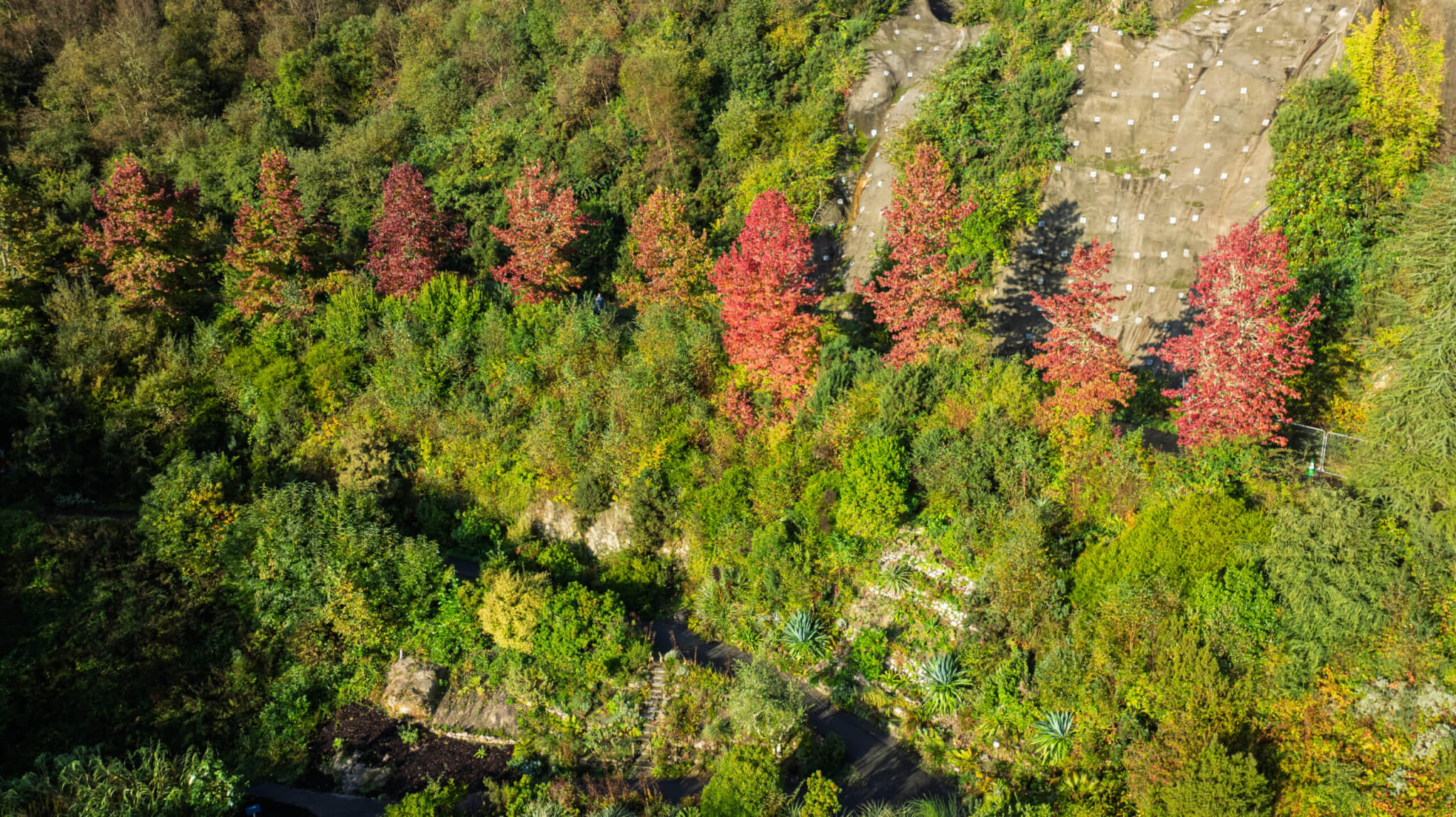 Liquidambar styraciflua at the Eden Project in Cornwall (2)