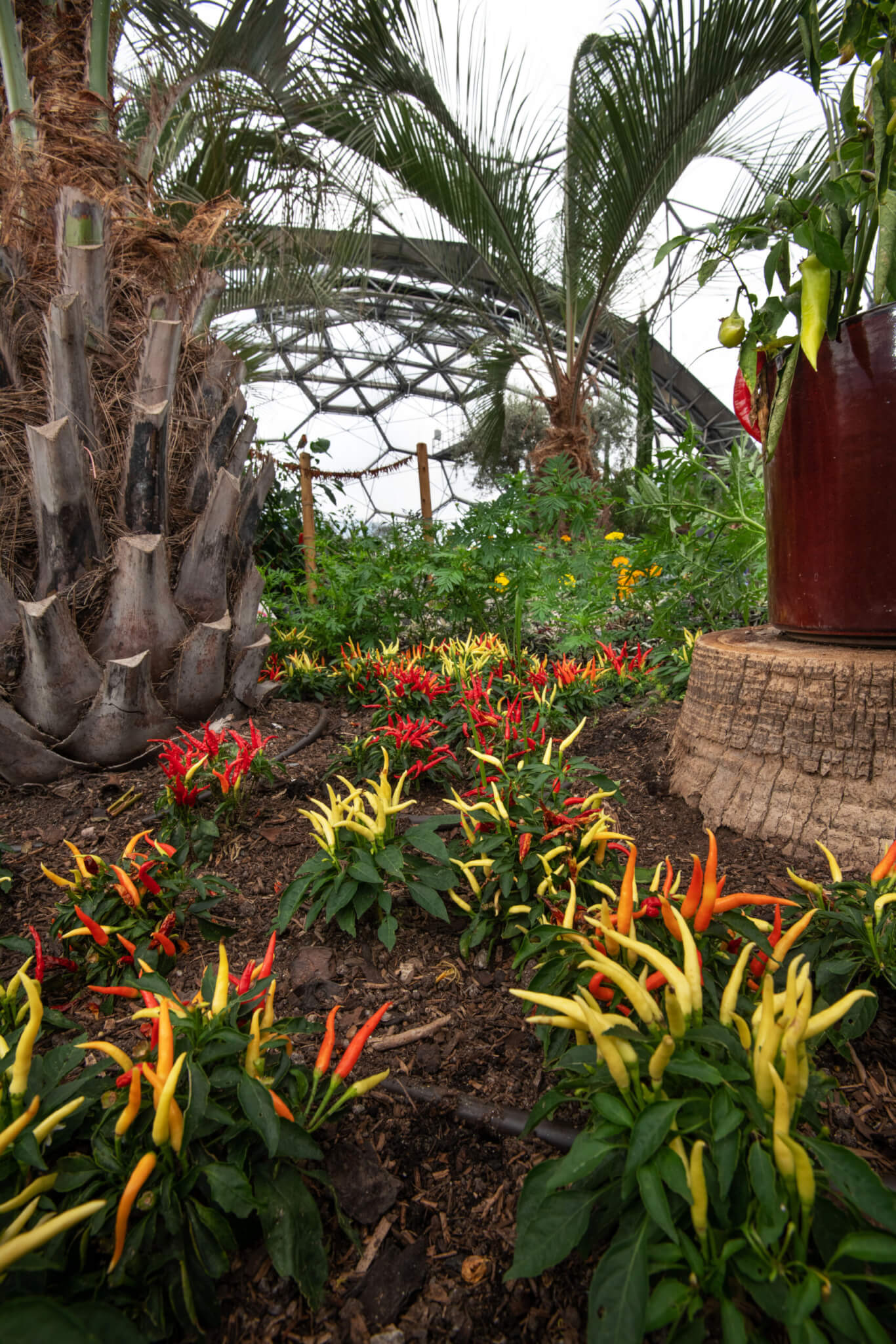 Med biome. Red Hot Chilli Peppers.