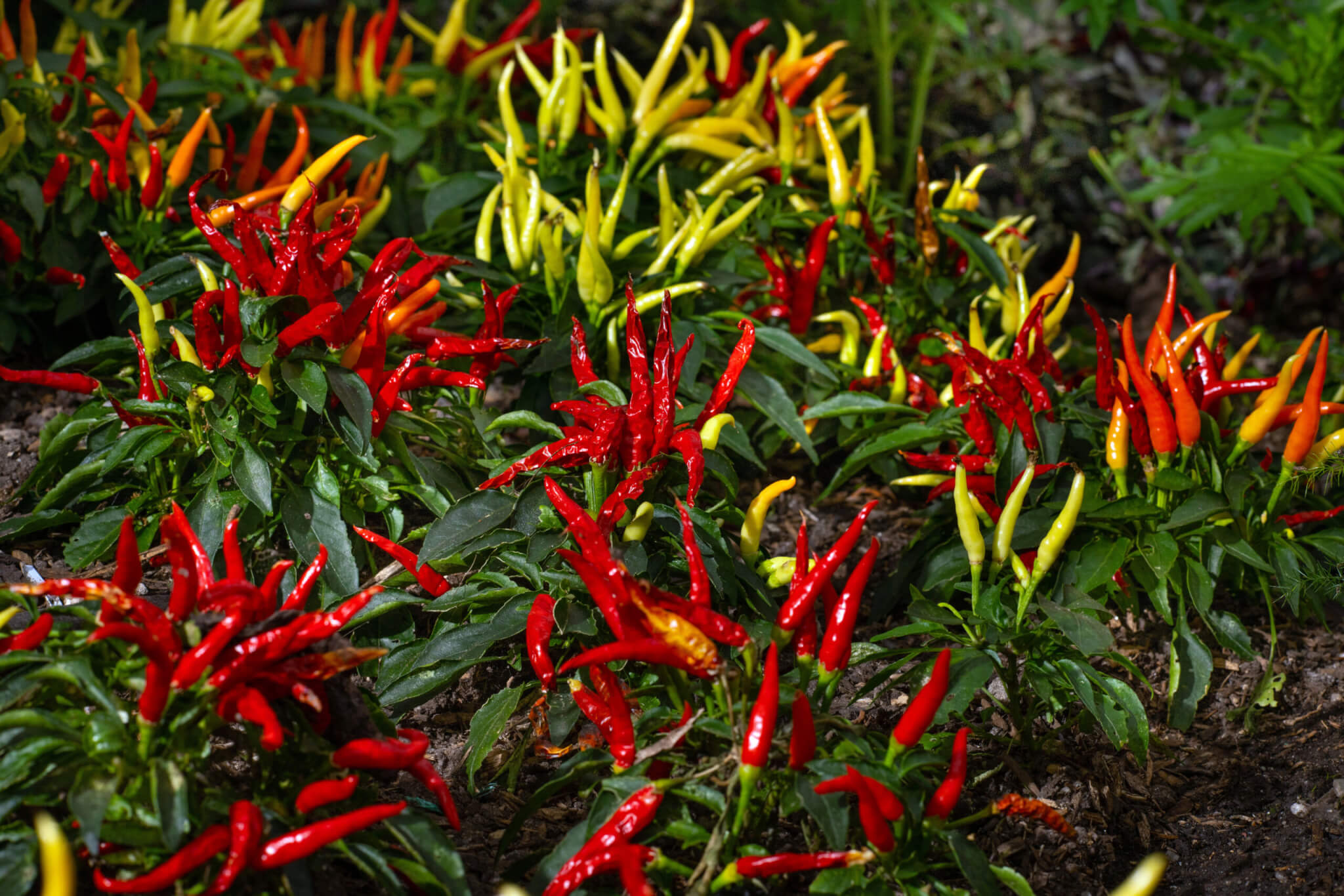 Med biome. Red Hot Chilli Peppers.