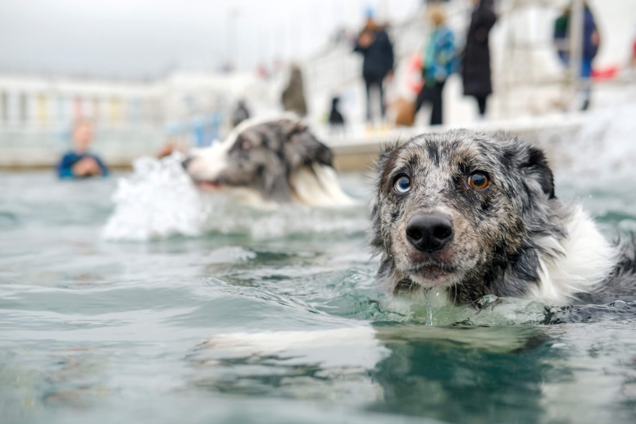 Jubilee Pool Dog Day 2024 on Sunday 3 November. Photo by Penzance Council