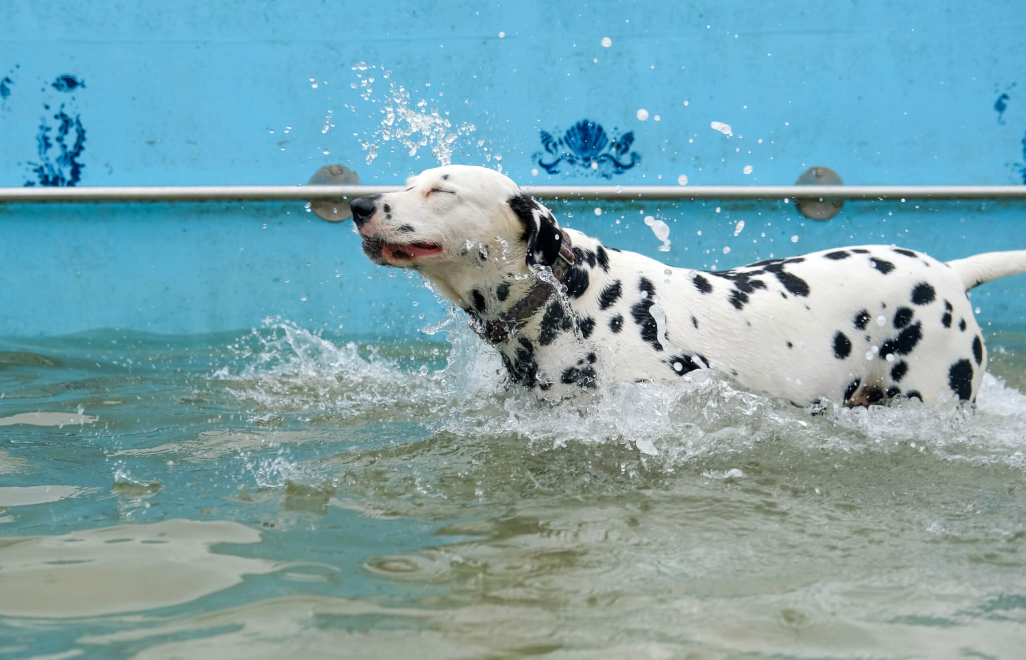 Jubilee Pool Dog Day 2024 on Sunday 3 November. Photo by Penzance Council