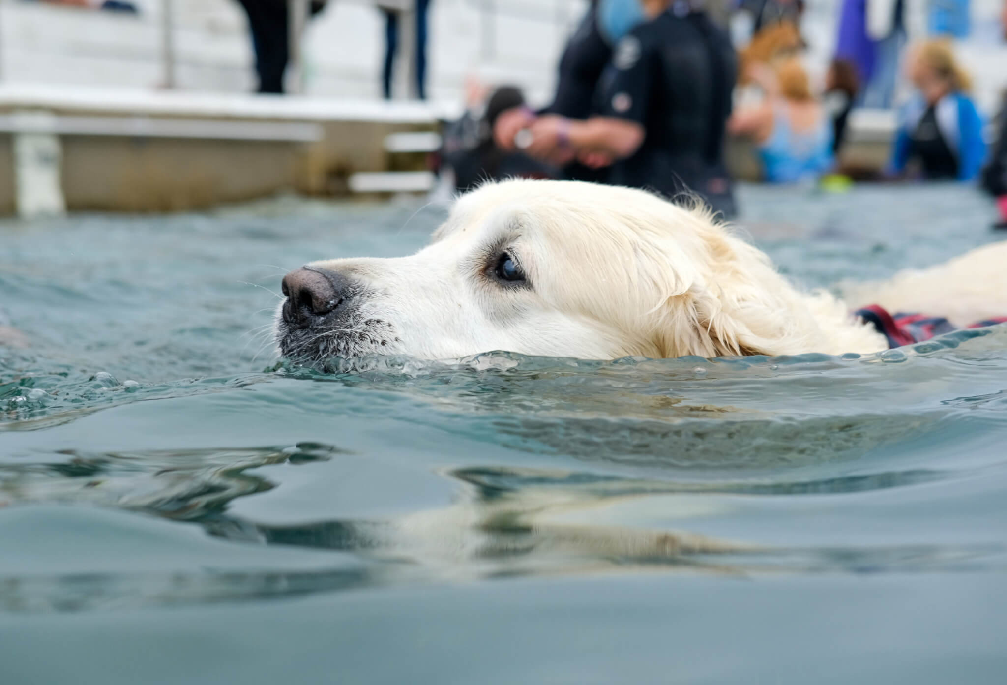 Jubilee Pool Dog Day 2024 on Sunday 3 November. Photo by Penzance Council
