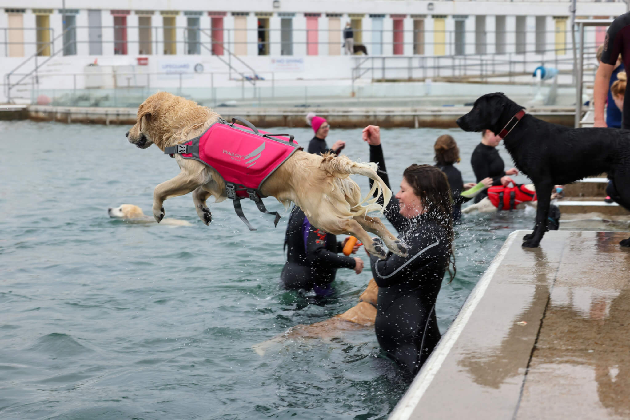 Jubilee Pool Dog Day 2024 on Sunday 3 November. Photo by Penzance Council