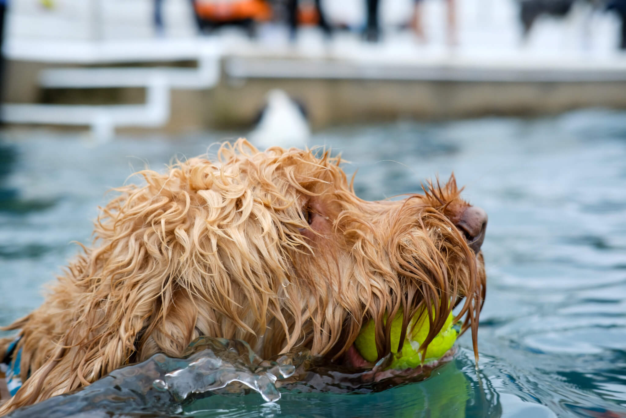 Jubilee Pool Dog Day 2024 on Sunday 3 November. Photo by Penzance Council