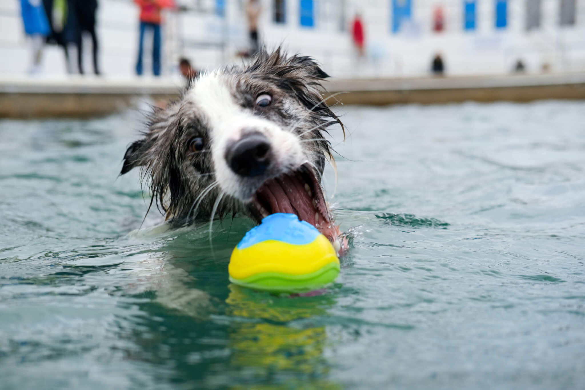 Jubilee Pool Dog Day 2024 on Sunday 3 November. Photo by Penzance Council
