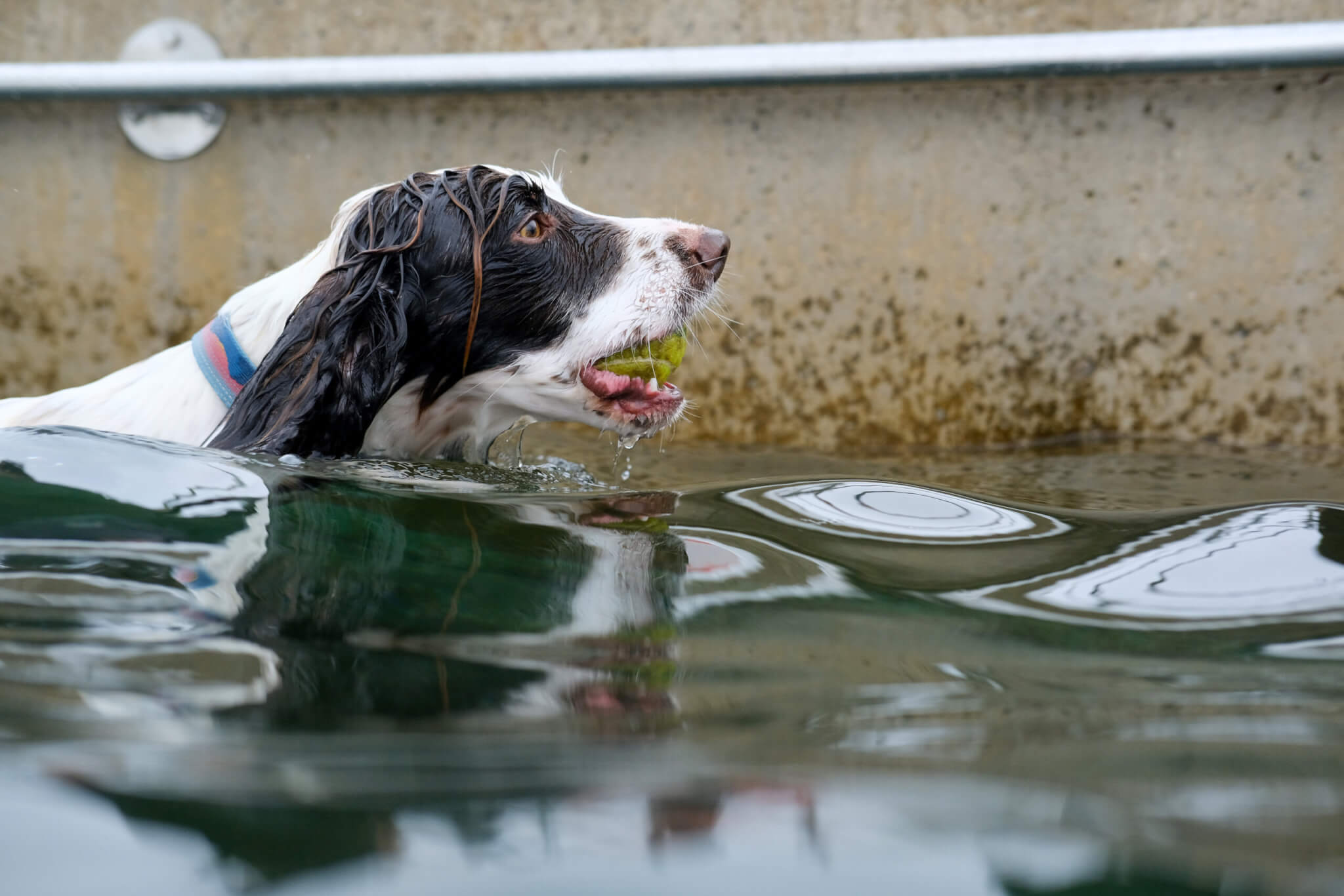 Jubilee Pool Dog Day 2024 on Sunday 3 November. Photo by Penzance Council
