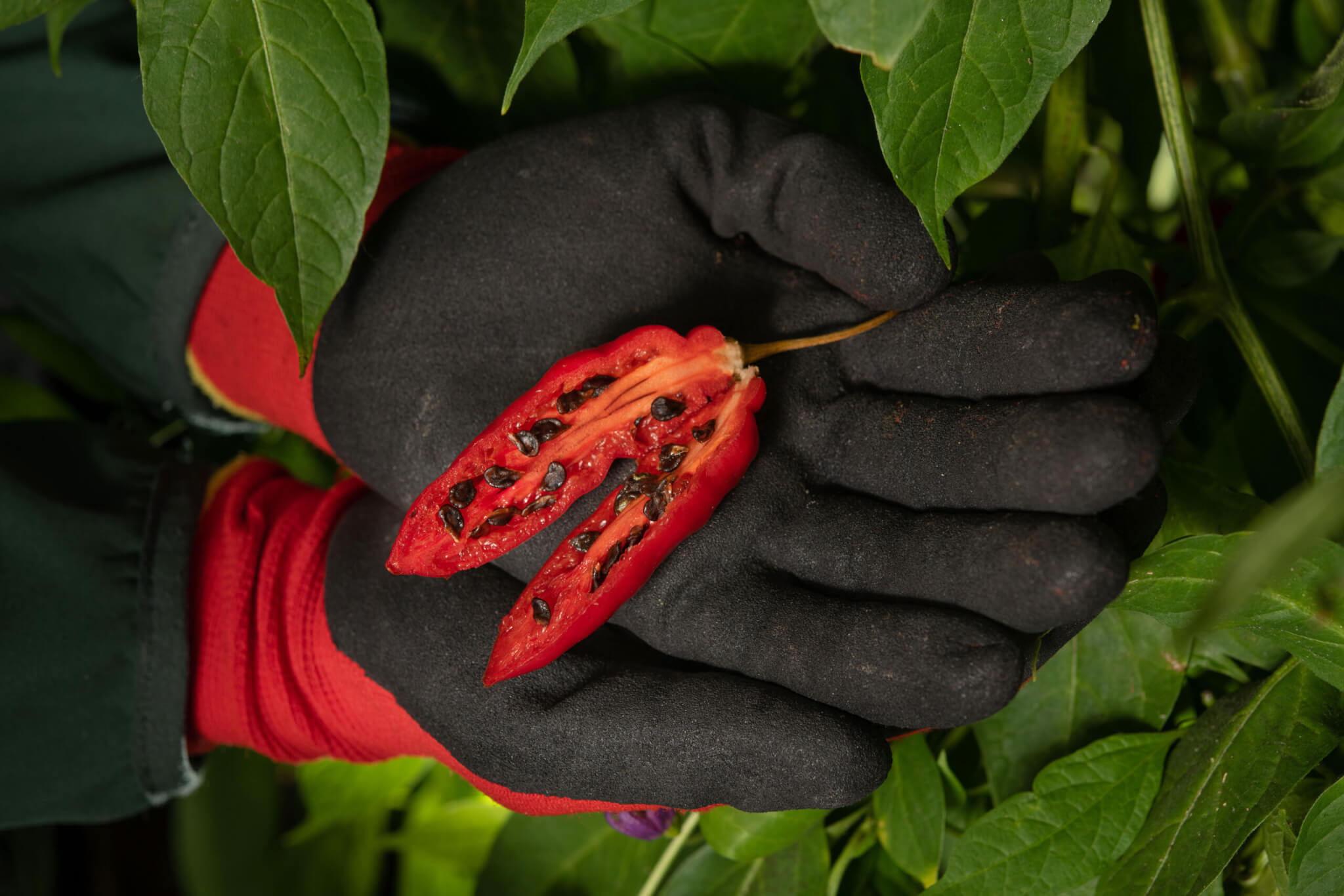 Med biome. Red Hot Chilli Peppers.