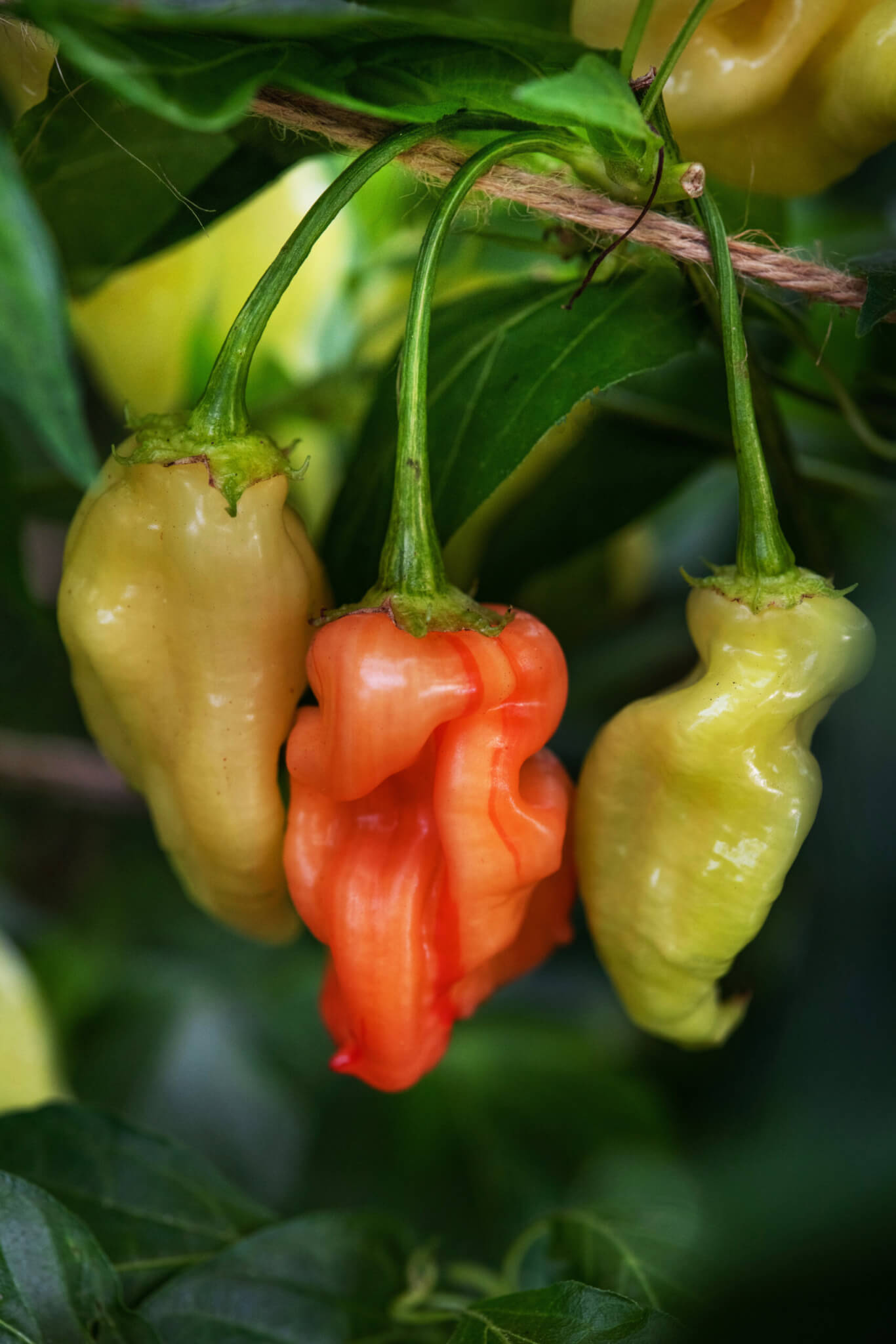 Med biome. Red Hot Chilli Peppers.
