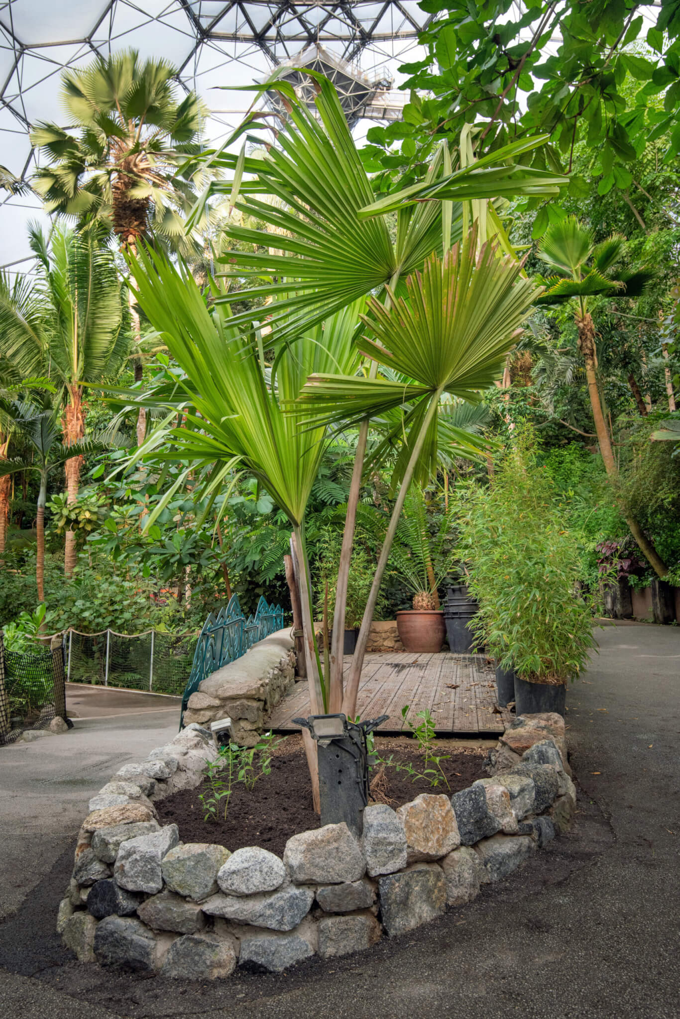 Rare species of palm