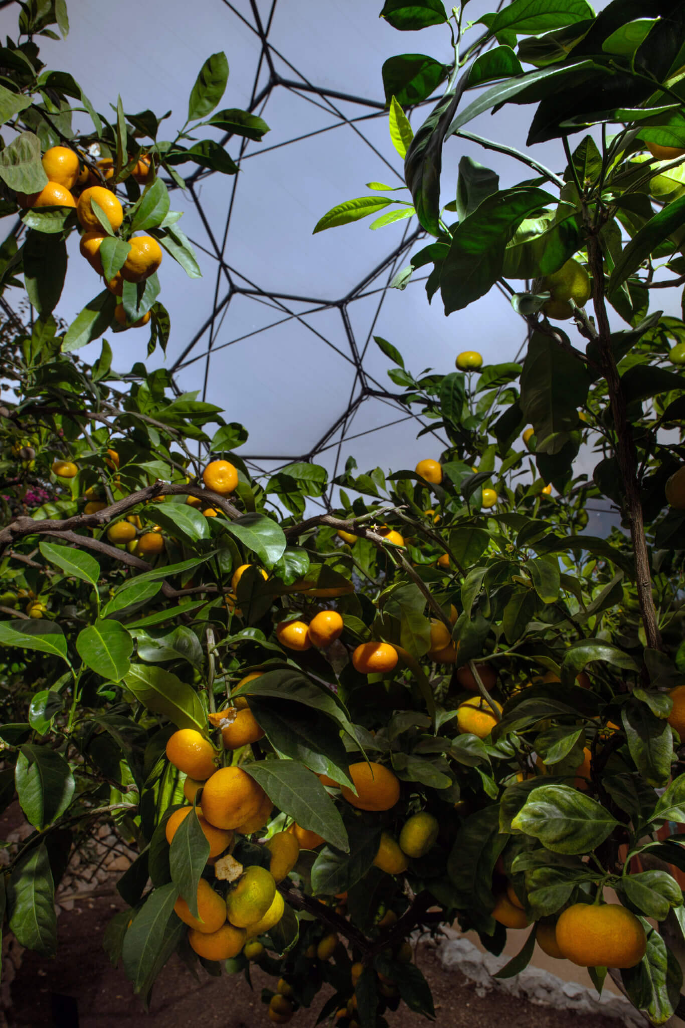 Med biome. Red Hot Chilli Peppers.