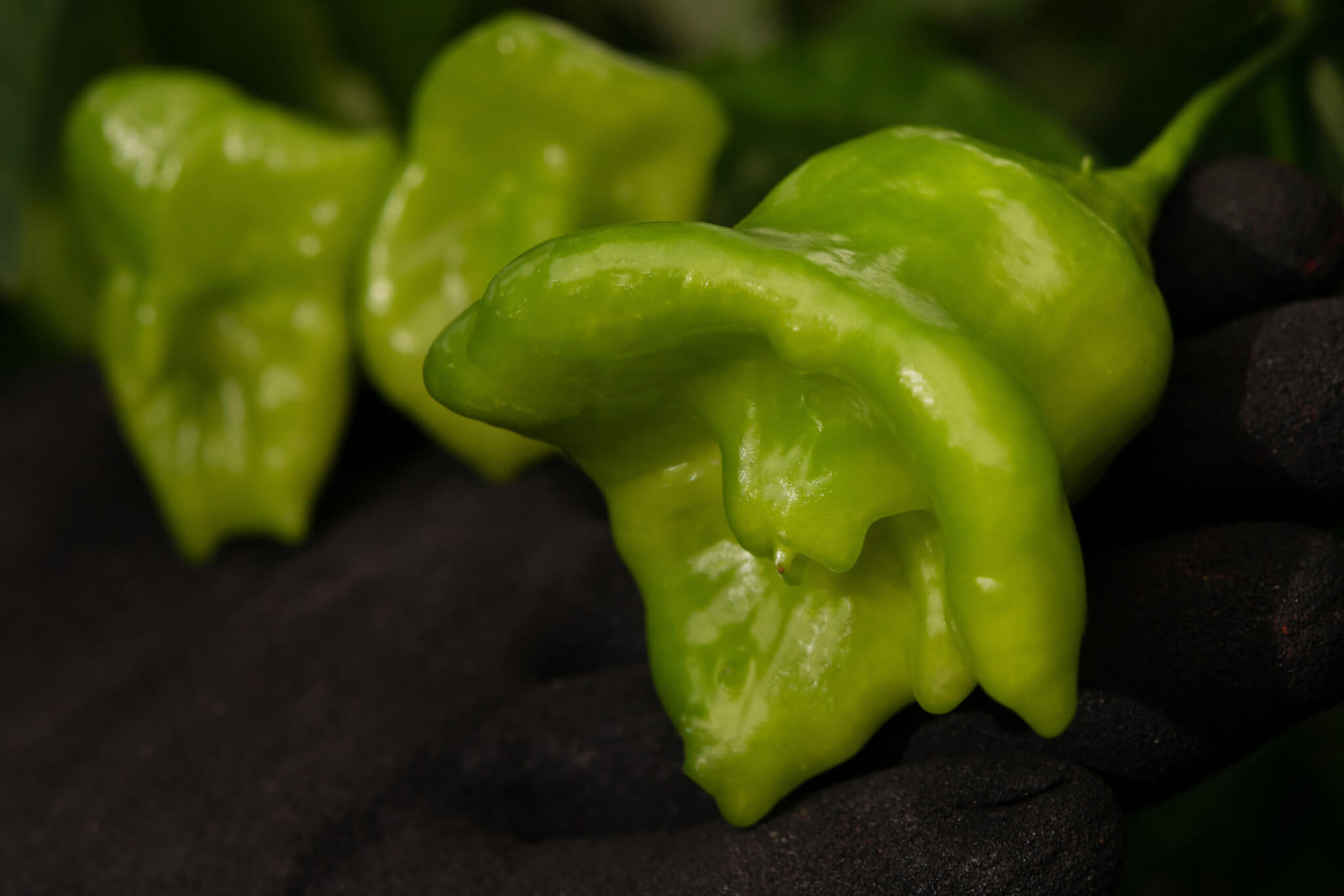 Med biome. Red Hot Chilli Peppers.