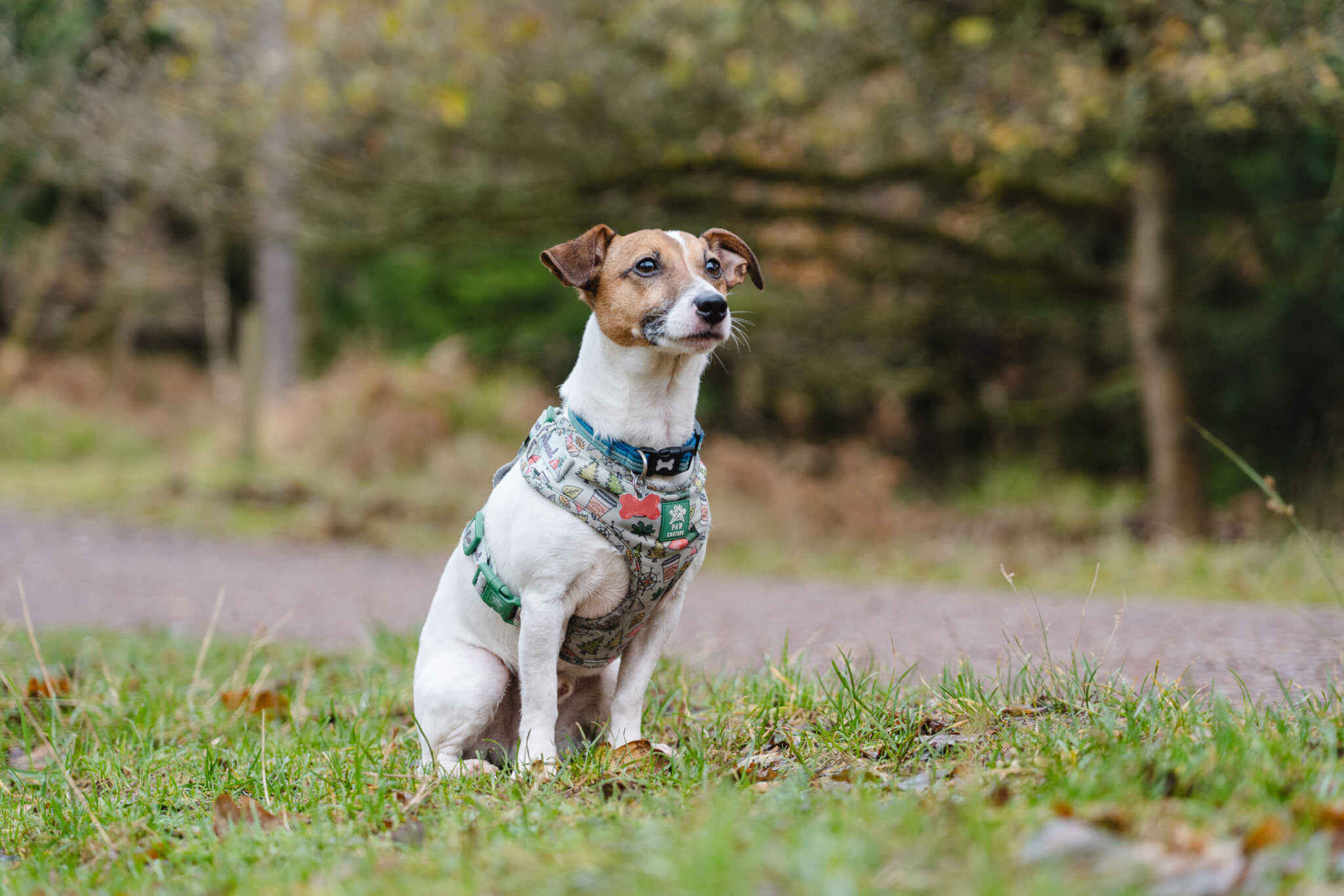 Small brown and white terrier wearing a harness, sitting on the ground (credit Forestry England – Crown Copyright)