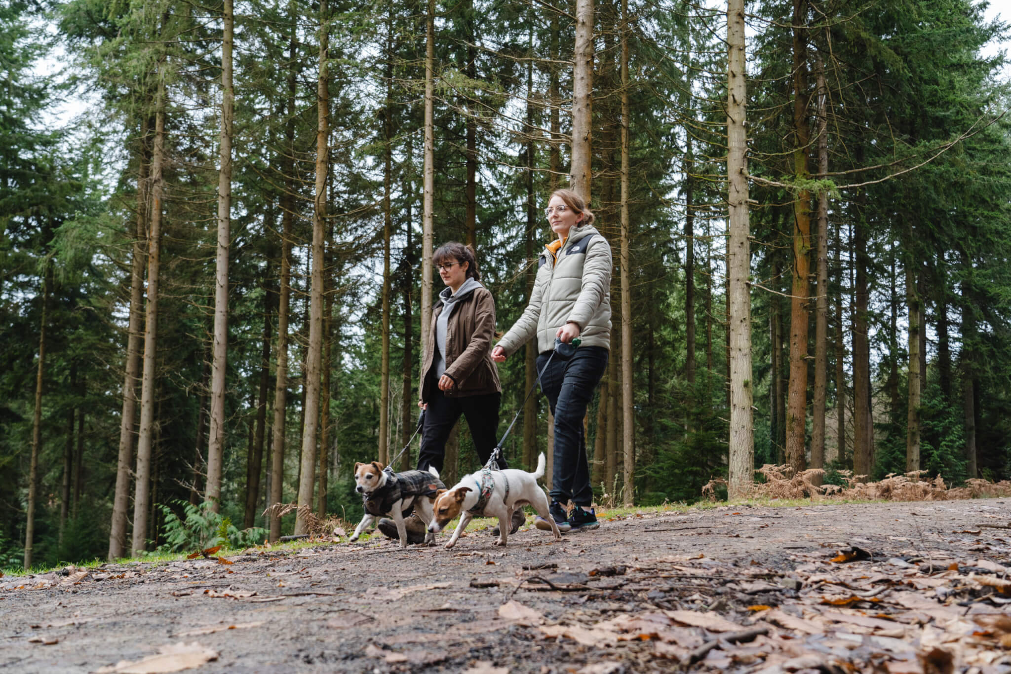 Two dog owners with their dogs in leads in the forest (credit Forestry England – Crown Copyright)