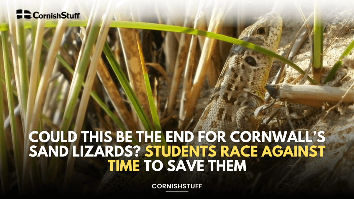 Could This Be the End for Cornwall’s Sand Lizards? Students Race ...