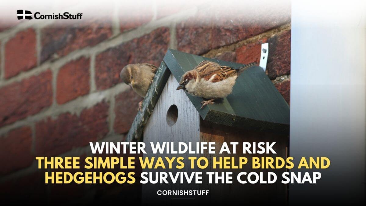 Winter Wildlife at Risk: Three Simple Ways to Help Birds and Hedgehogs ...