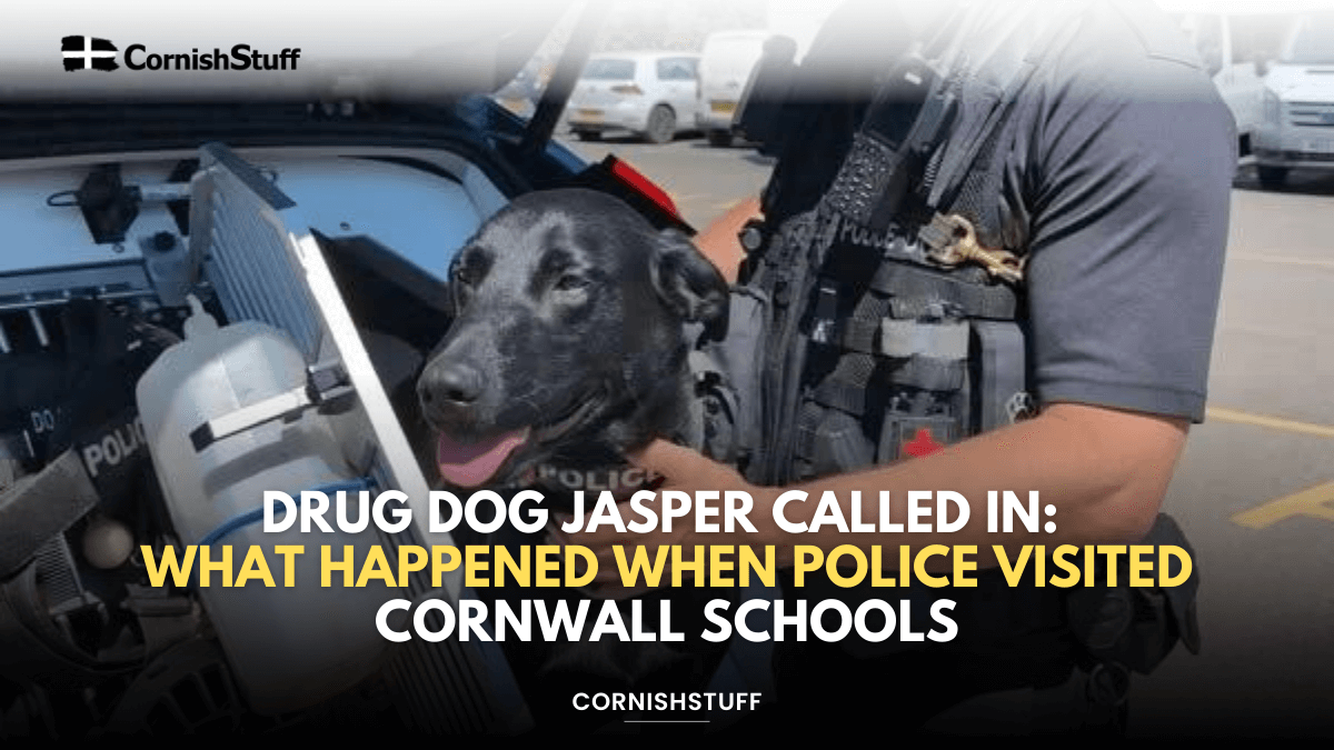 Drug Dog Jasper Called In: What Happened When Police Visited Cornwall ...
