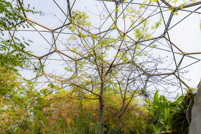 Never Seen Before in UK: Giant Baobab Tree Bursts into Bloom at Eden ...