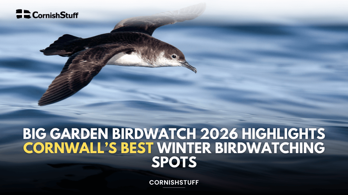 Big Garden Birdwatch 2026 Highlights Cornwall’s Best Winter ...