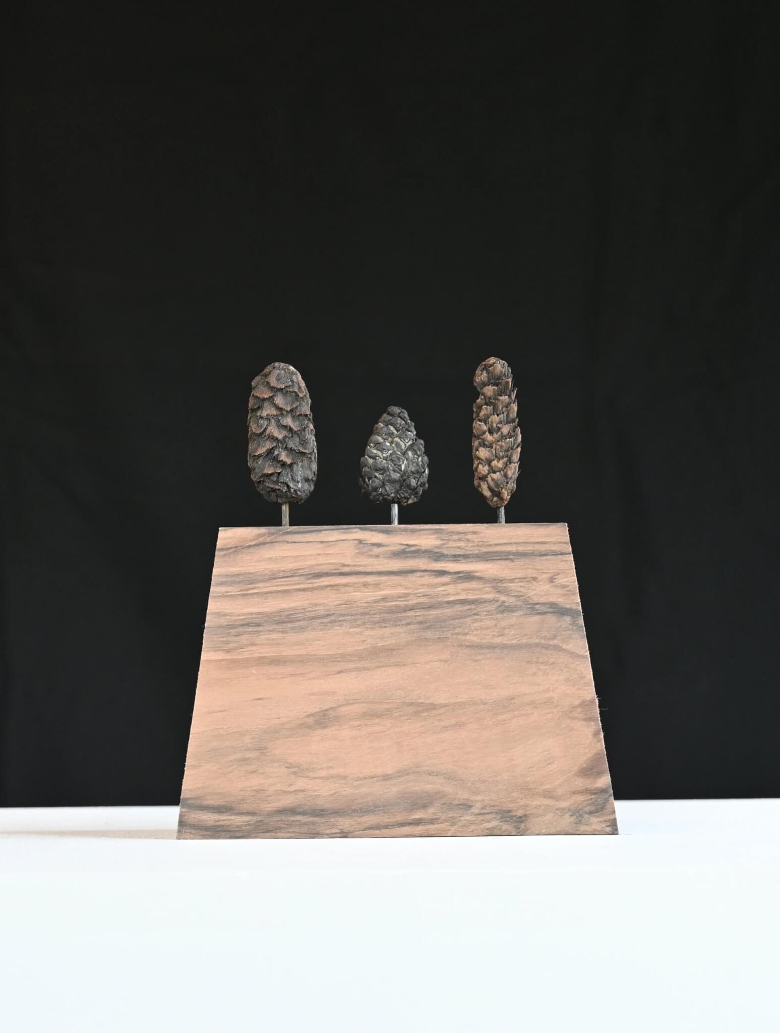 Three fossilised pinecones by David Nash mounted upright on a wooden board
