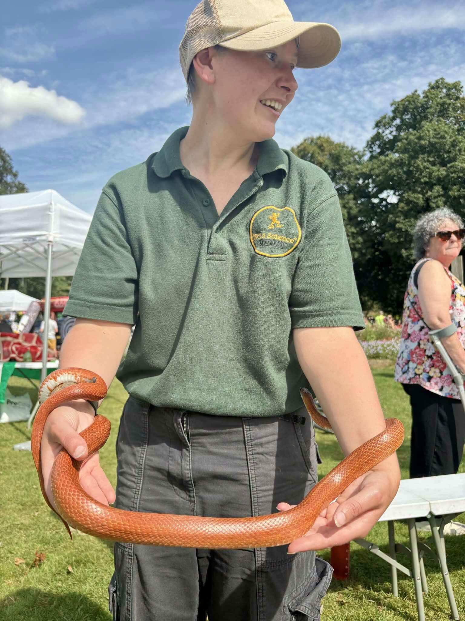 A Wild Science handler holds a corn snake at an outdoor event in Bodmin