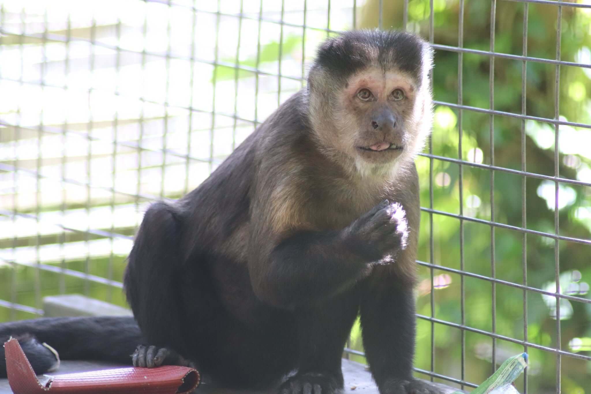 A capuchin monkey at Wild Futures' Monkey Sanctuary in Cornwall