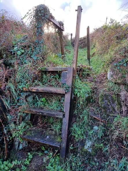 The old rotten, ivy-covered steps at Higher Condurrow before they were replaced