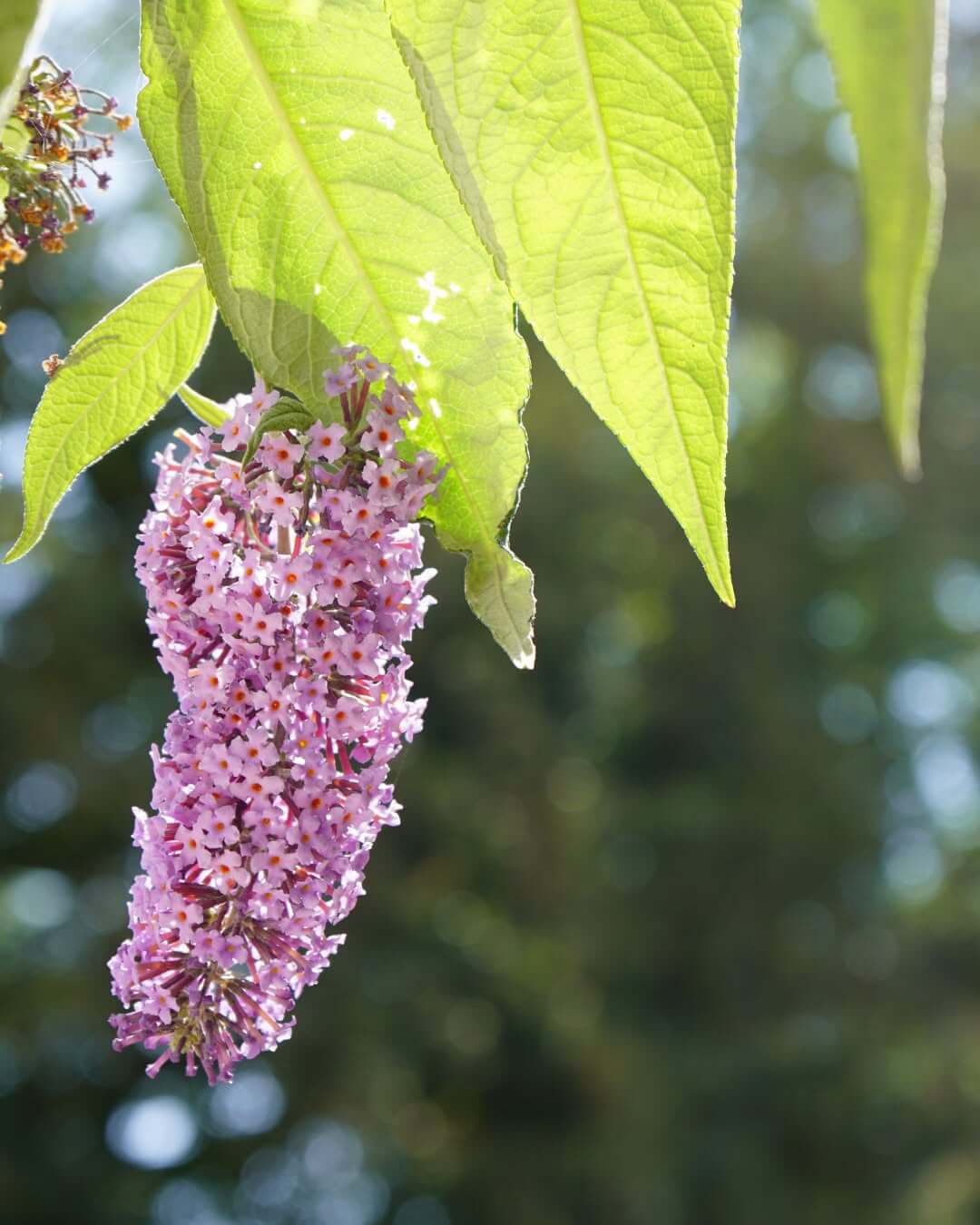 Buddleia flowers in bloom at The Lost Gardens of Heligan
