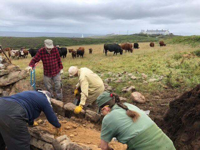 Cornwall Heritage Trust volunteers restoring a dry stone wall with cattle grazing behind
