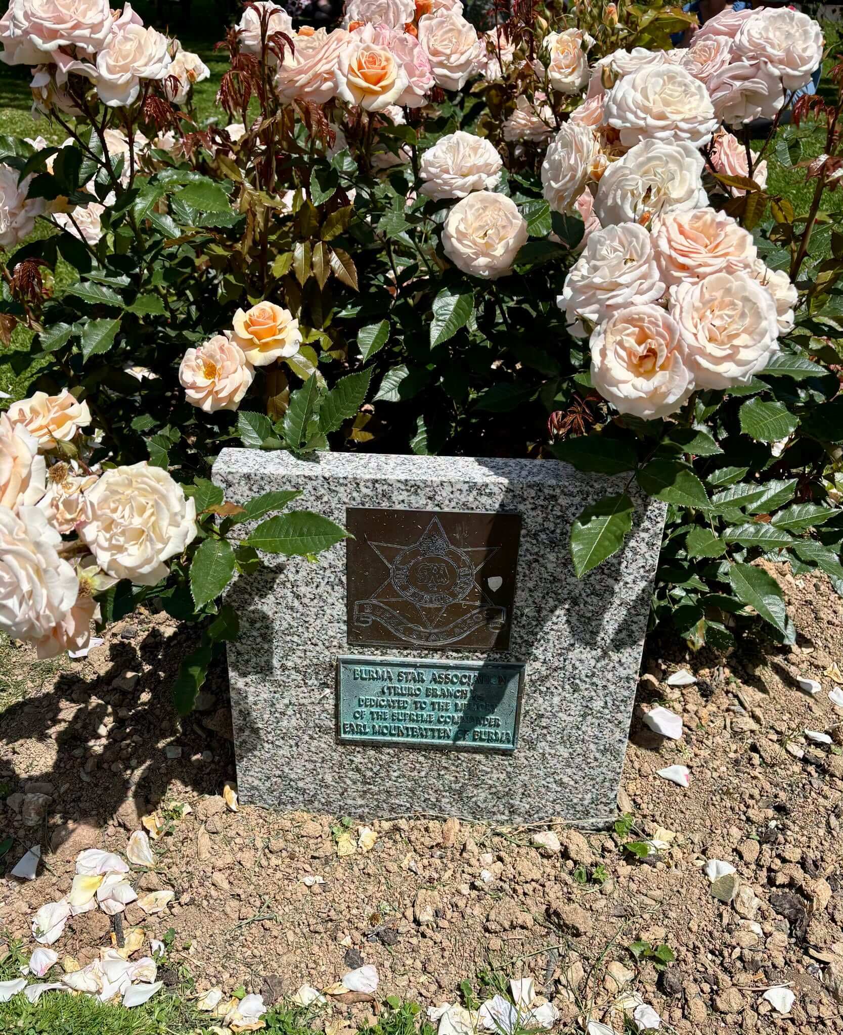 The Burma Star Association (Truro Branch) plaque among roses in Victoria Gardens, Truro