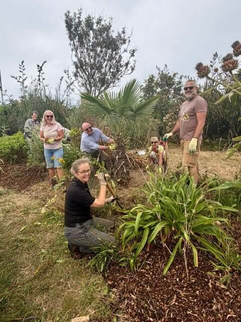 Five volunteers weeding and mulching a bed at Bolitho Gardens beside a fan palm