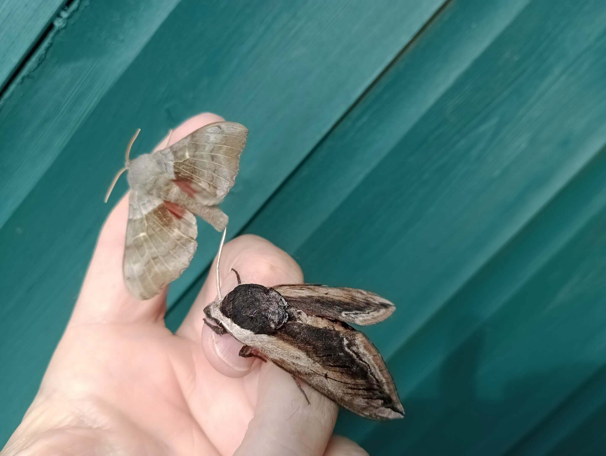 Two hawk-moths resting on a hand against a teal painted fence