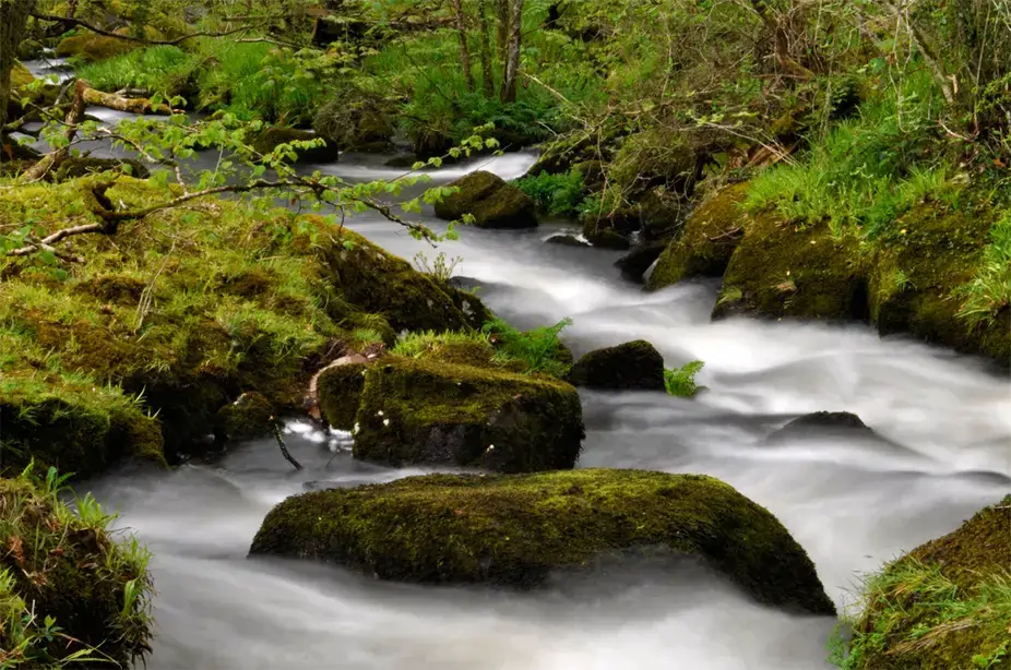 A wooded stream running through Blisland and Pendrift Downs