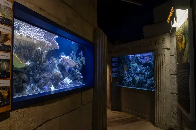 Coral reef tank at Blue Reef Aquarium, Newquay