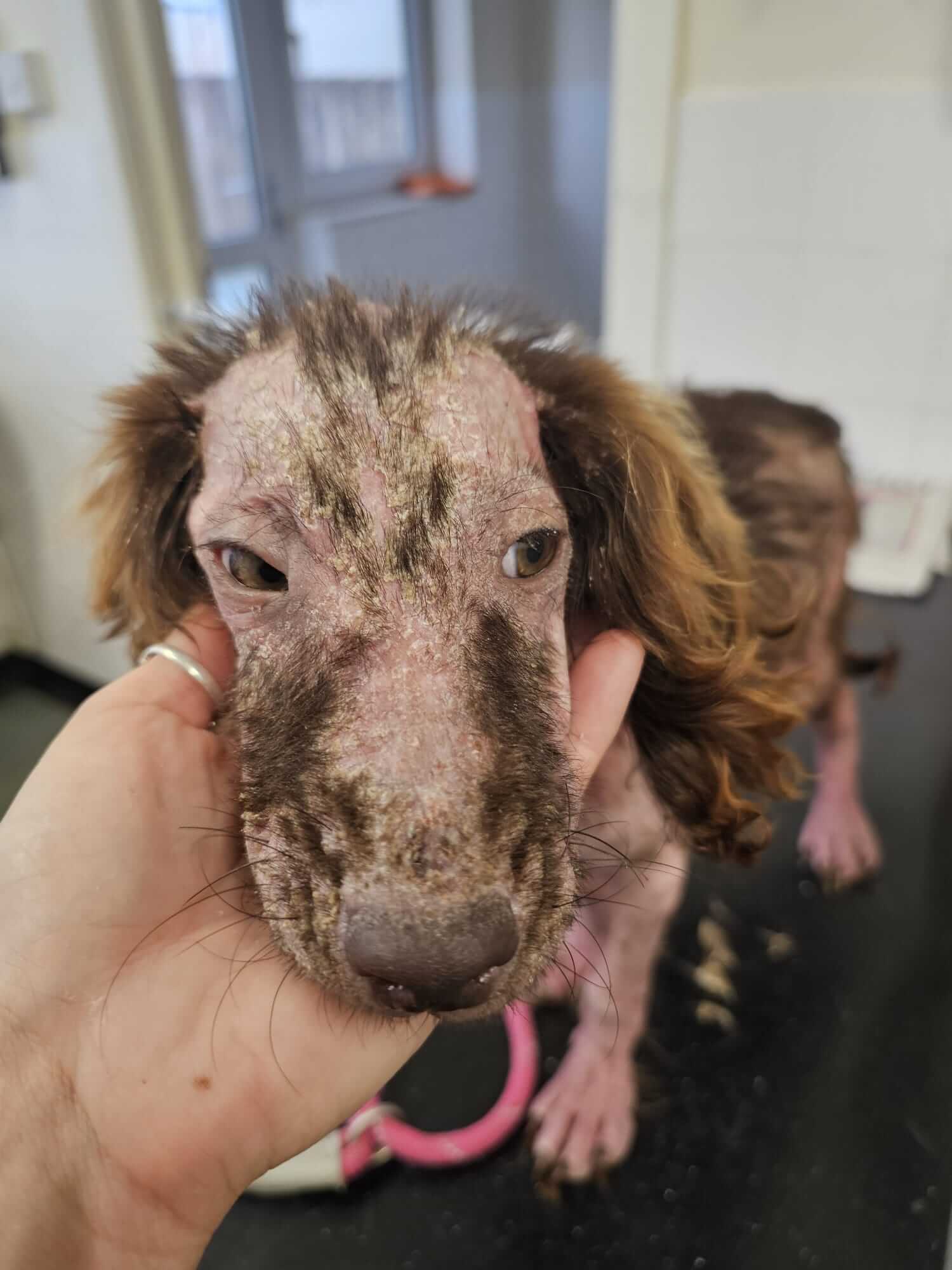 Close-up of Peanut's face showing the skin damage caused by severe mange