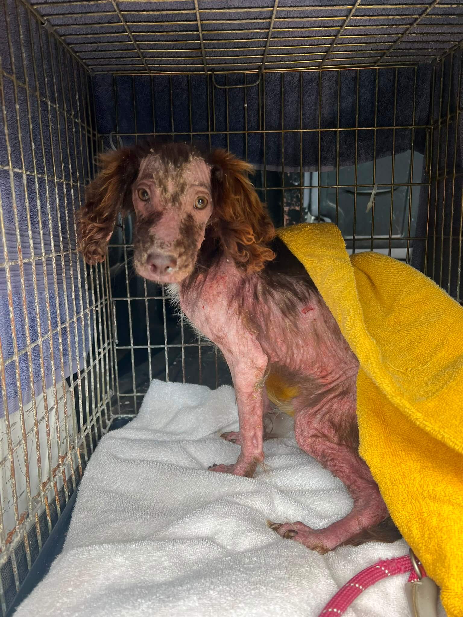 Peanut the puppy in his kennel at RSPCA Cornwall's Venton Centre
