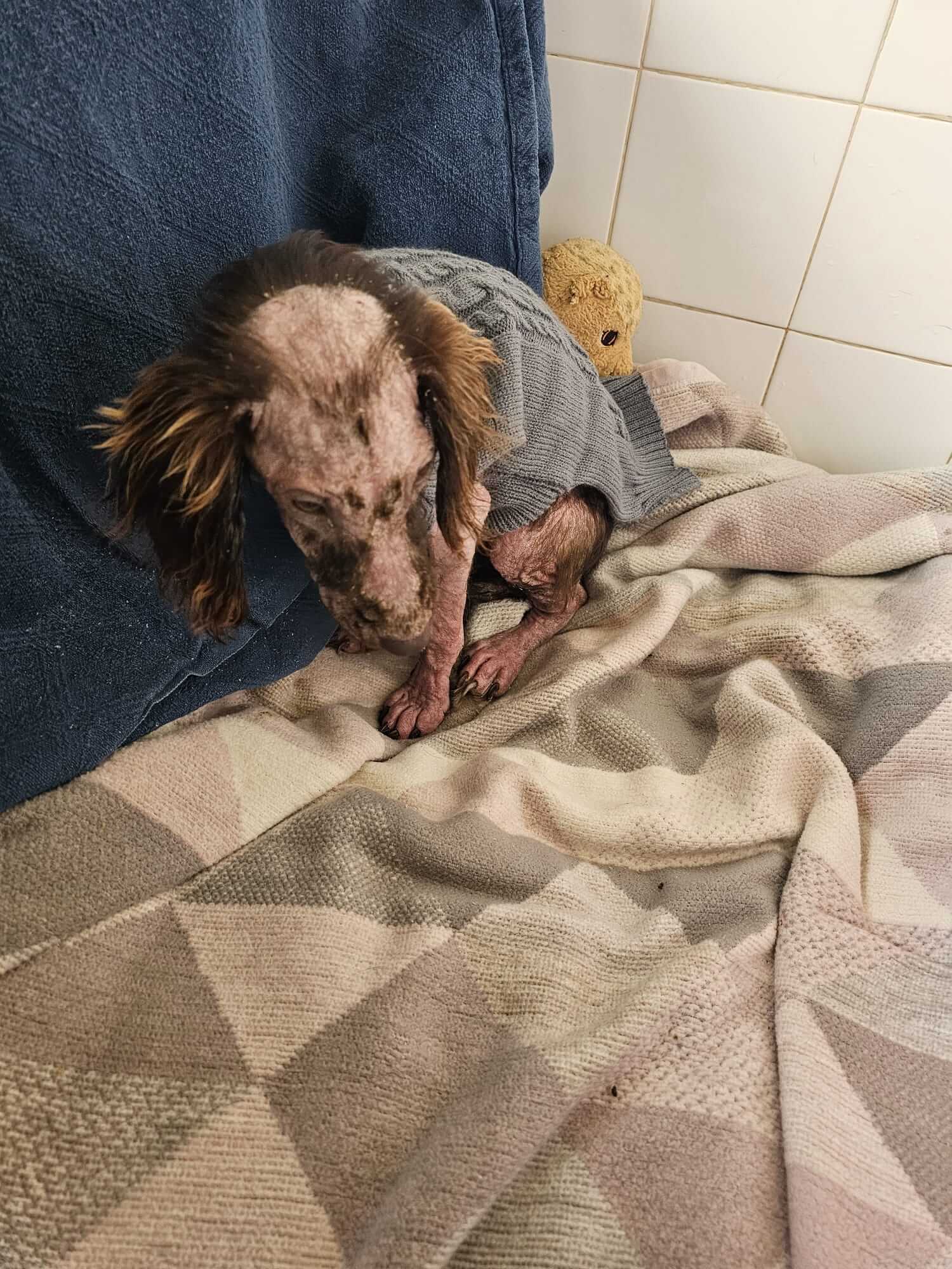 Peanut wearing a jumper for warmth during his recovery from mange