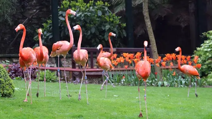 Flamingos at Paradise Park, Hayle