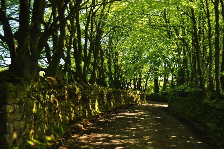 A tree-lined lane near St Breward on Bodmin Moor