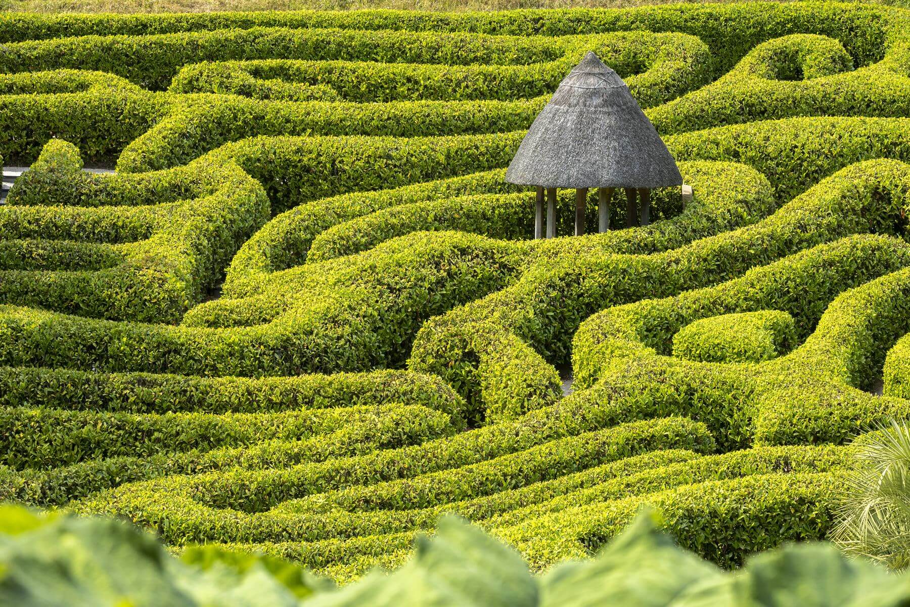 The cherry laurel hedge maze at Glendurgan