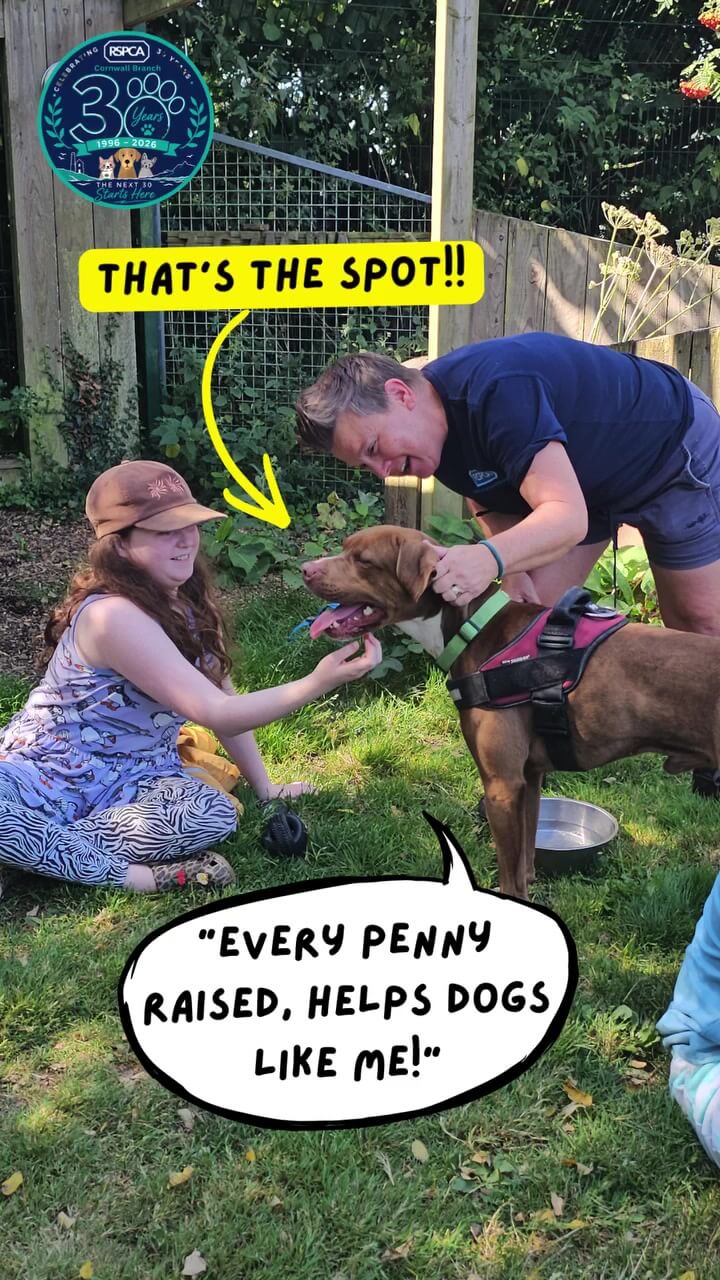 A girl gives Bailey a chin scratch while an RSPCA Cornwall staff member holds him