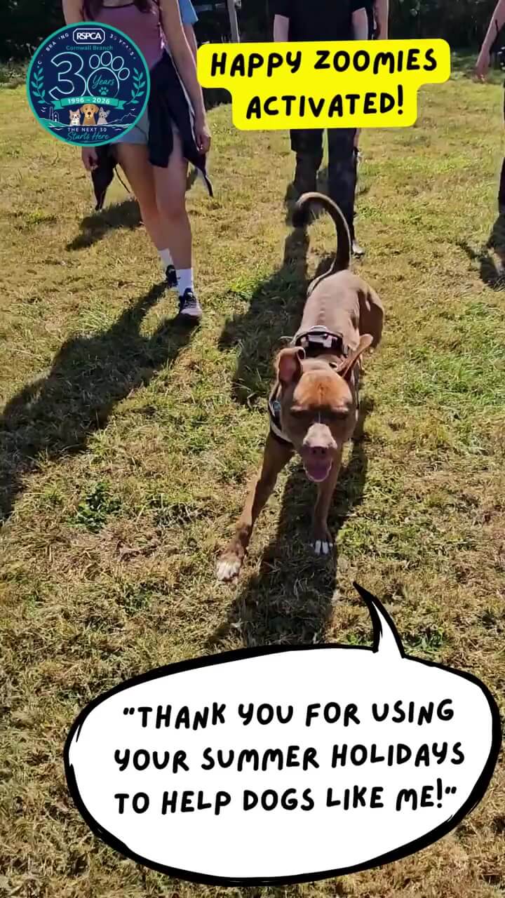 Bailey the rescue dog runs across the field with his tongue out during a walk