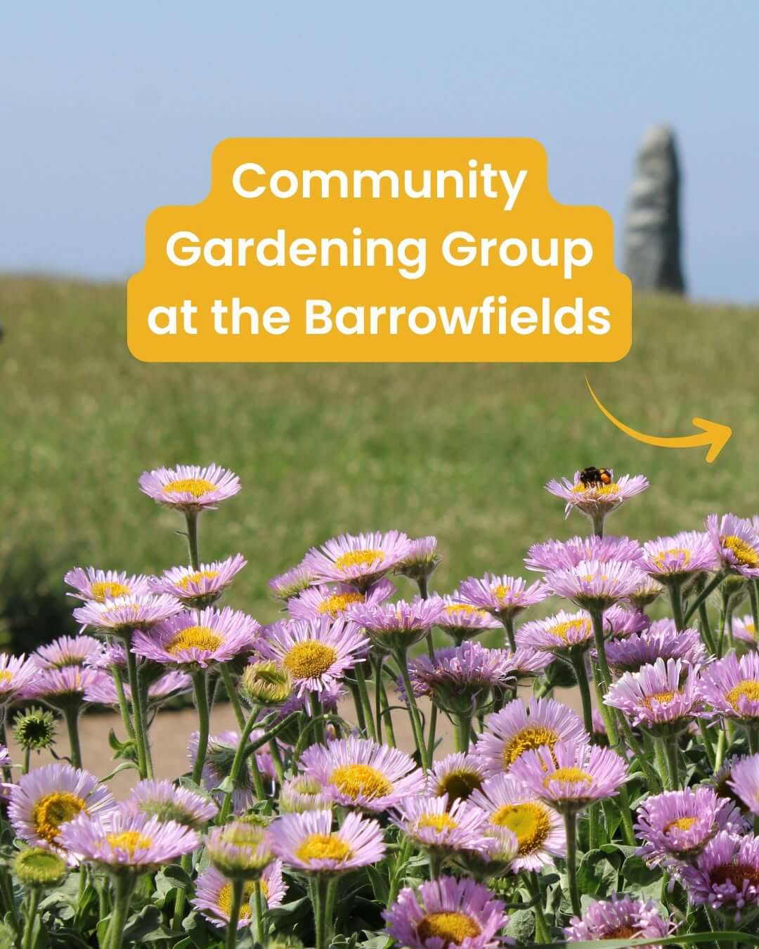 Pink sea daisies at the Barrowfields in Newquay under a Community Gardening Group graphic