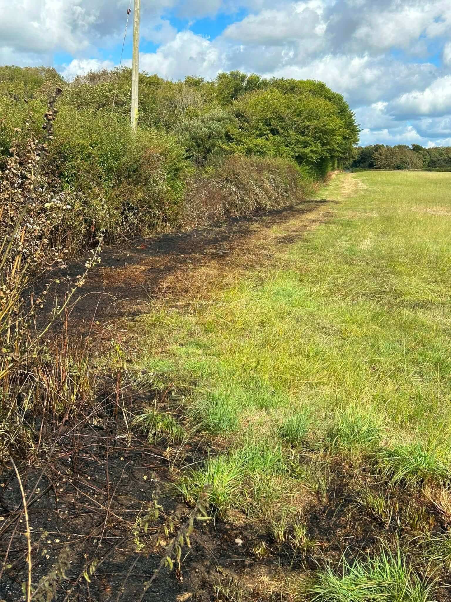 Burnt strip of grass and hedgerow next to an unburnt green field near Bude