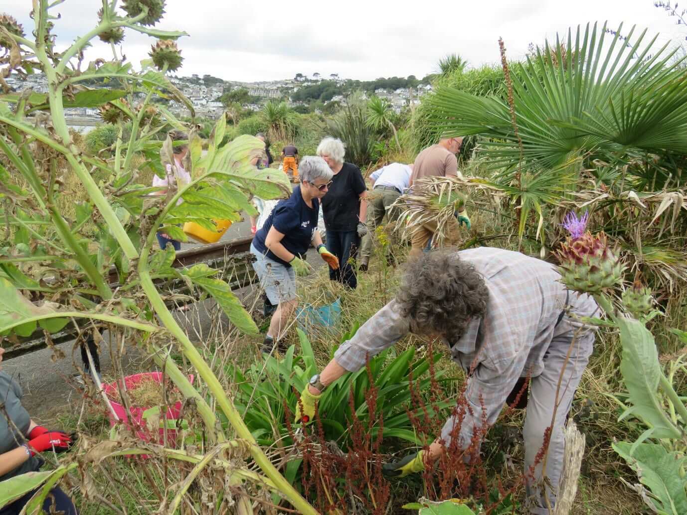 Volunteers cutting back tall overgrown vegetation at Bolitho Gardens above Penzance